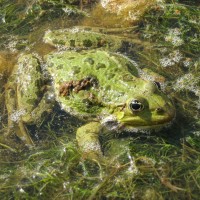 Marsh Frog